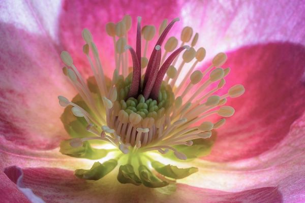 Washington State-Seabeck Hellebore blossom close-up